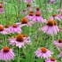 Echinacea: Is it Useful for the Prevention of Upper Respiratory Infections?  An excerpt from my book “A Doctor’s Guide to Alternative Medicine: What Works, What Doesn’t, and Why – Foreword by Dr. Bernie Siegel