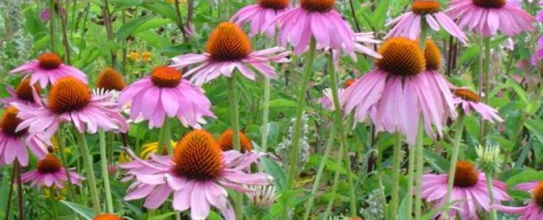 Echinacea: Is it Useful for the Prevention of Upper Respiratory Infections?  An excerpt from my book “A Doctor’s Guide to Alternative Medicine: What Works, What Doesn’t, and Why – Foreword by Dr. Bernie Siegel