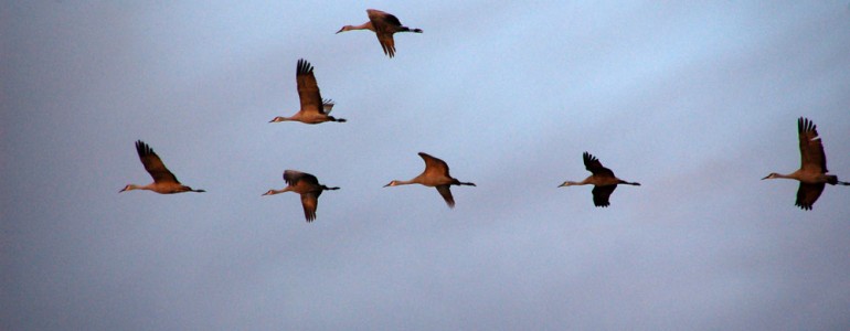 Sandhill-cranes