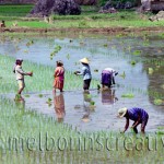 "PLANTING RICE" Sulawesi Indonesia