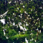 "BIRDS IN THE TREES" Vietnam