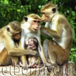 "ALL IN THE FAMILY" Sri Lanka