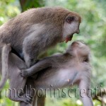 "MAKING LOVE" Bali Indonesia