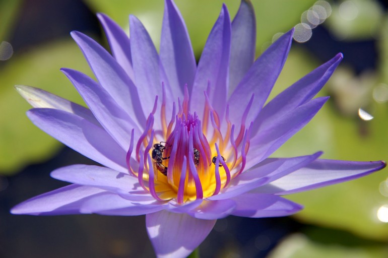 A bee pollenating a flower