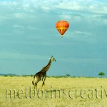 "GIRAFFE AND BALLOON" Masai Mara Kenya