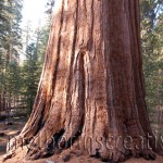 "THE TREE" Yosemite USA